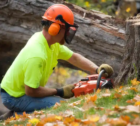 tree services Englewood